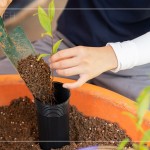 將苗種根部水平放置於黑軟盆口，將調配好的介質土壤裝進盆內，敲3下，目的是為了不讓土壤太過緊密。