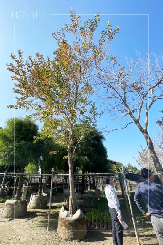 向上延伸的挺拔樹型獨有一股脫俗的清新感，站在樹下抬頭仰望，依著樹的光影，在腦海中投射出綠意盎然的植感生活藍圖。