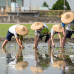 新業以實際行動參與農作，雙腳踏在柔軟的田裡，彎著腰將一株株秧苗種下，手把青秧插滿田，感恩腳下每一寸土地，步步講究、守候與疼惜。