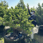 測量每棵樹的樹高及腰圍，細看樹形與葉片的茂盛程度，檢視樹種的生長狀態，選擇能與建築共老，與生活並行的風景。