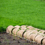 一捲捲的秧苗捲，為了方便搬運不壓壞秧苗，層層疊疊，也方便後續秧苗機的使用。