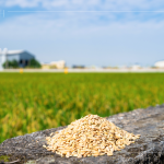 綿延近2.6萬坪的契作面積，從翠綠秧苗到金黃稻浪，是農友們日日辛勞成就的豐碩果實，更多是對這片土地的溫柔與敬愛。