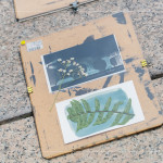 將擺放好素材的明信片，曝曬在太陽下約5~6分鐘，被植物與花卉覆蓋的部分將呈現白色，而未覆蓋的區域則會顯現出深邃的藍影。