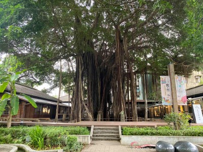 新業認養實記｜攀上百年榕樹