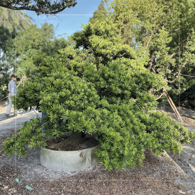 新業心選品｜打造綠意森活