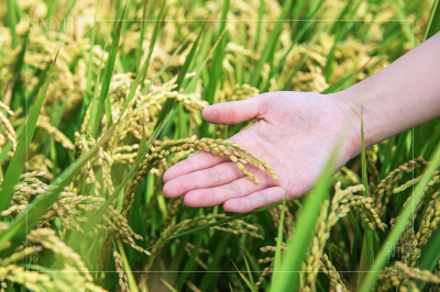 新業一畝田_秋收感恩｜邁入認養_第15年